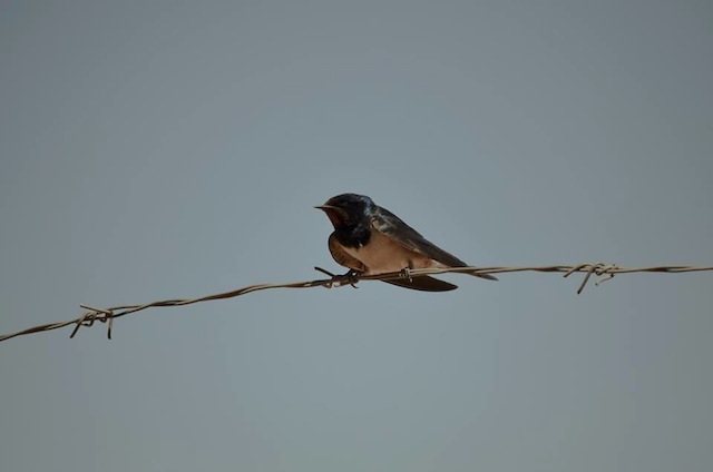 13600321_583750541803430_6779940196805919605_n