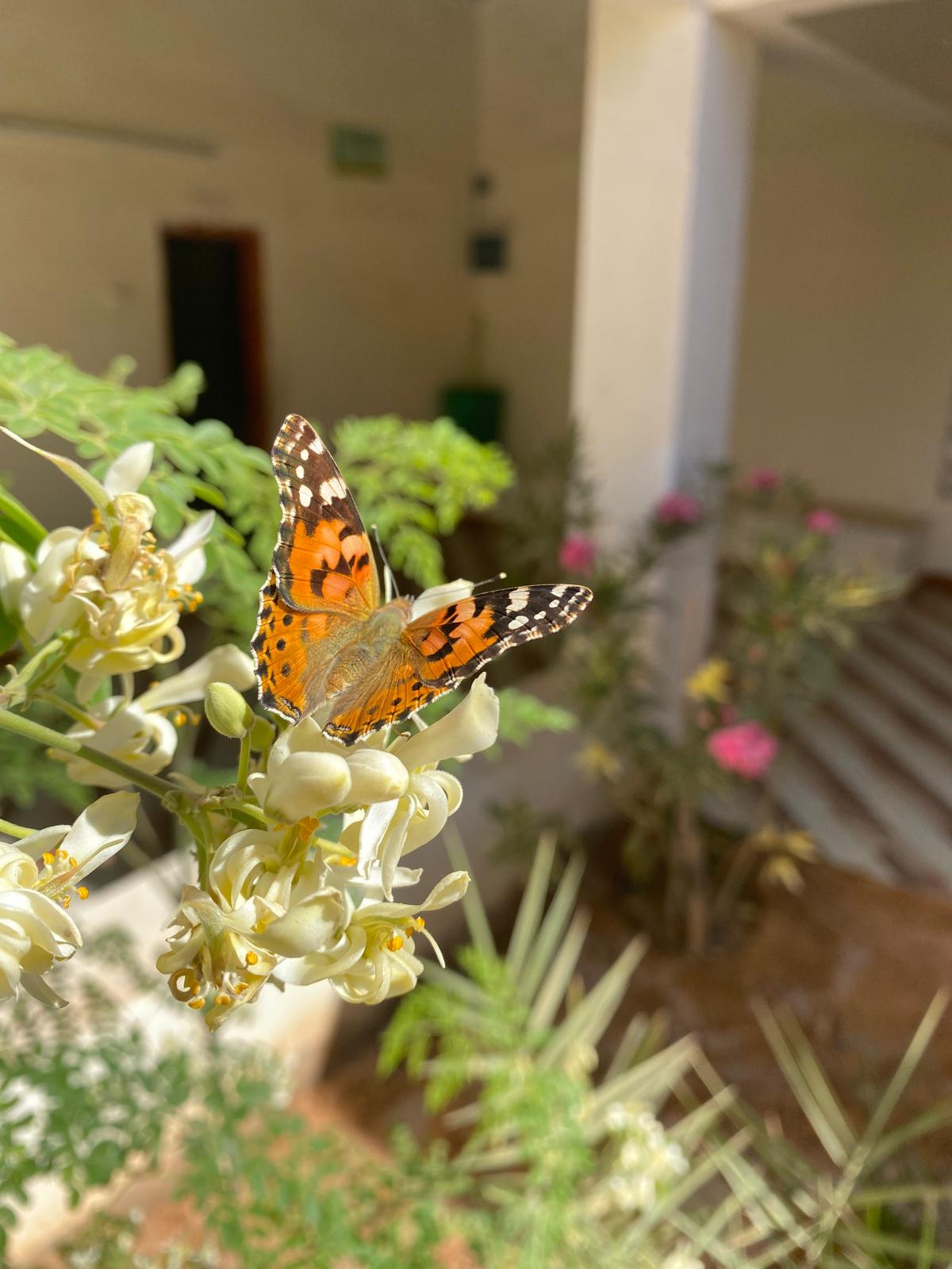 LA MARIPOSA DE LOS CARDOS