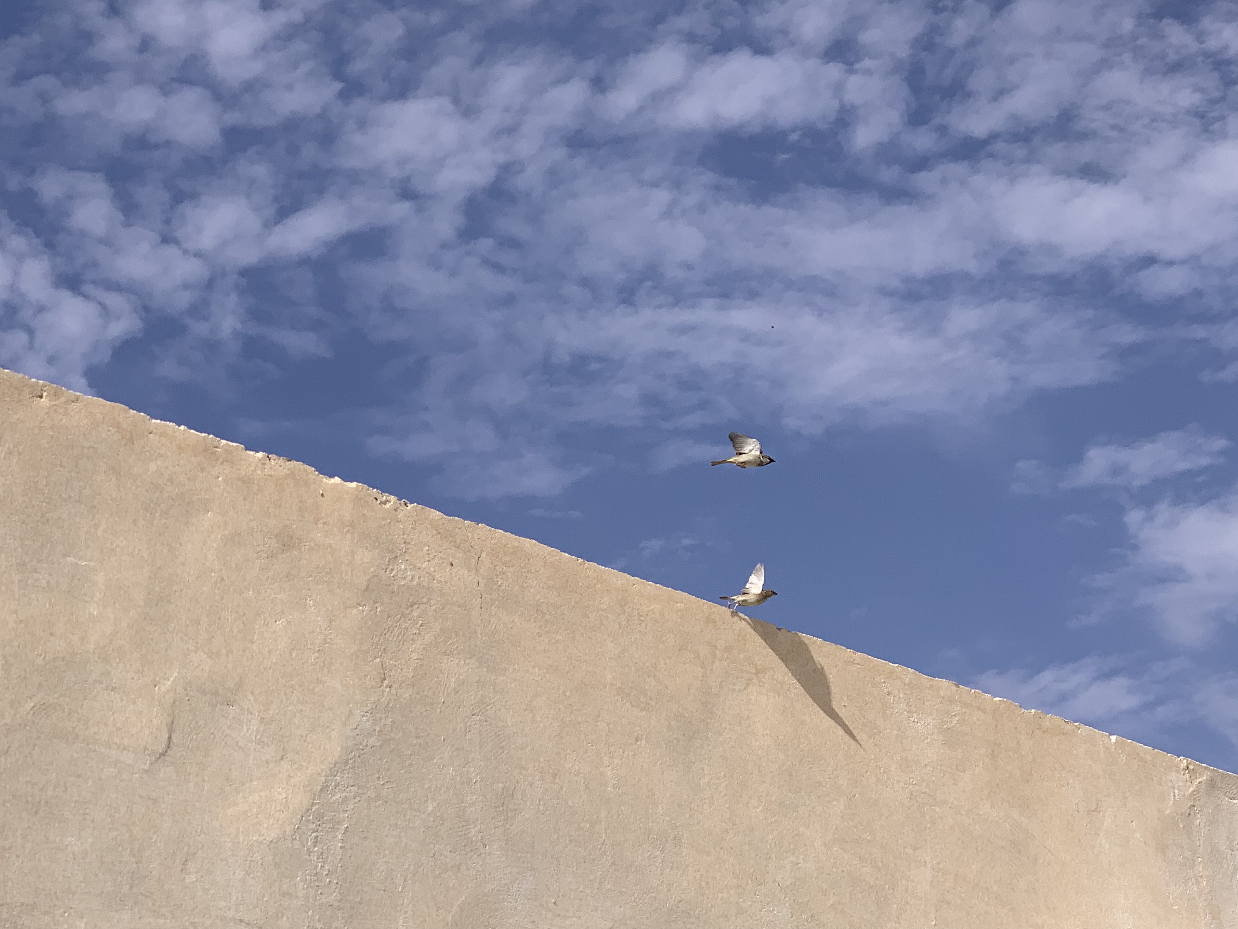 El SUEÑO DE VOLAR